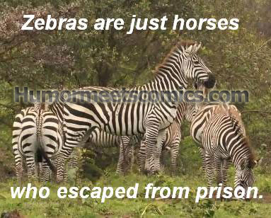 Zebras are just horses who escaped from prison.