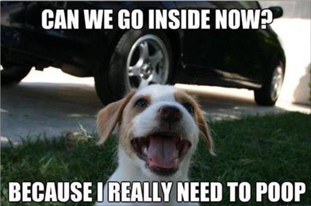 Hysterical best moments of the happiest dogs around sure to make you laugh