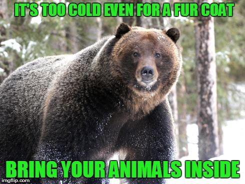 bring bear inside