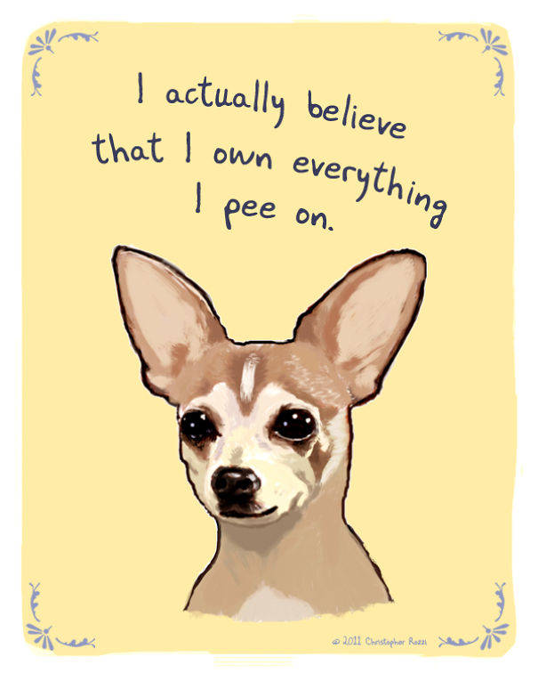 cats and dogs confessions 8