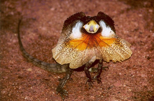 The Frill-Necked Lizard