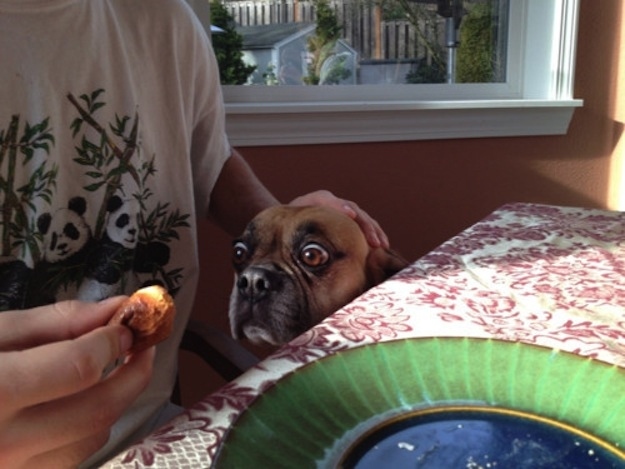 This dog that cannot physically wait any longer for this piece of food.