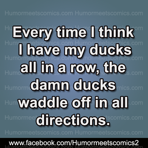 Every time i think i have my ducks all in a row
