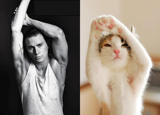 cats_male_models_8