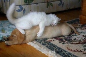 17 Adorable Images of Sleeping Cats Using Dogs as Pillows