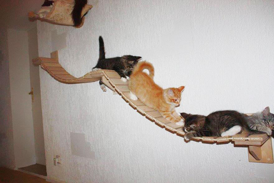 funny-overhead-cat-playground-room-Goldtatze-line