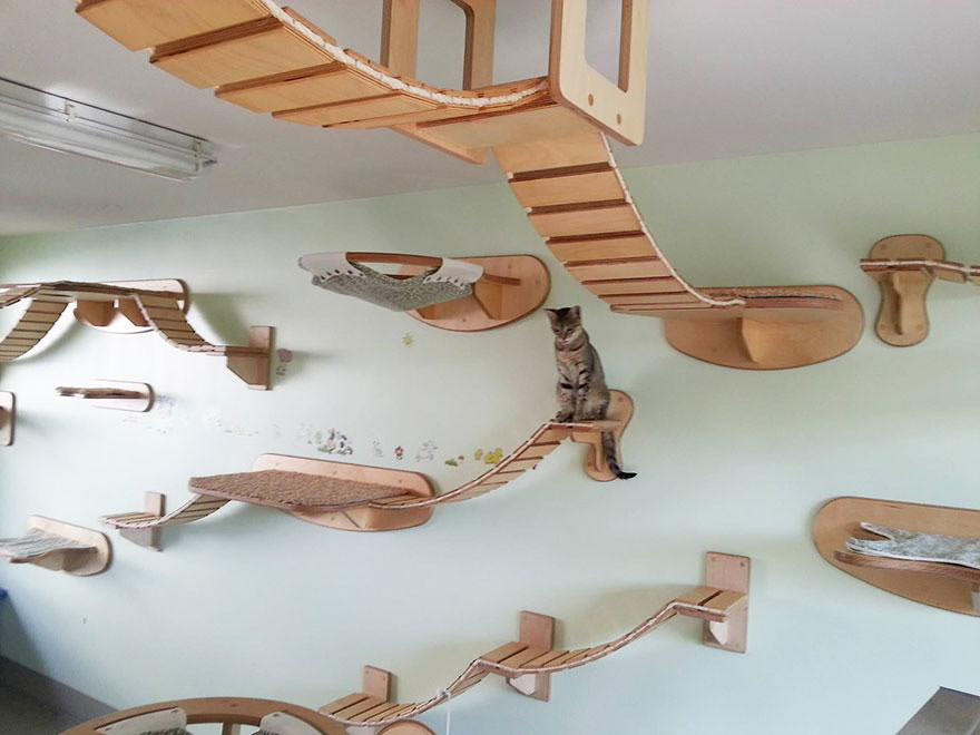 funny-overhead-cat-playground-room-Goldtatze