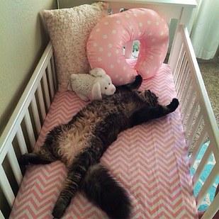 1. This cat assumed that this brand-new crib must be his new bed.