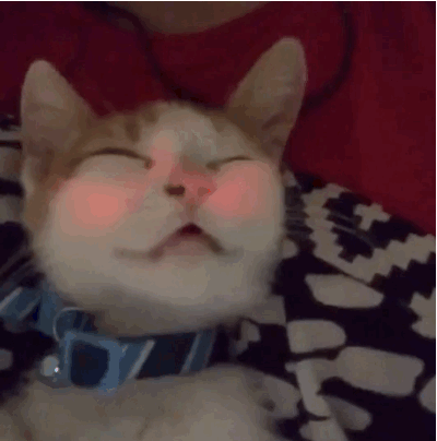 Cats discovered Snapchat filters and finally we found what technology had been working toward.