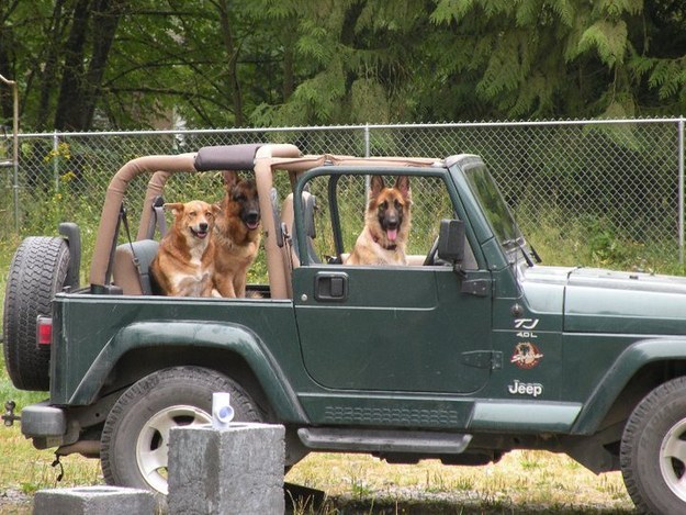 5. Big dogs drive Jeep Wranglers with the TOP DOWN!