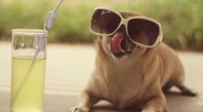 Summer Is At Its Peak And These Dogs Are Totally Ready