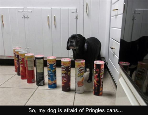My dog is afraid of pringles cans