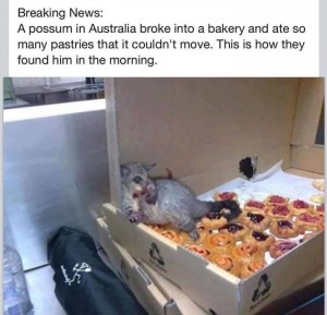A possum in australia broke into a bakery