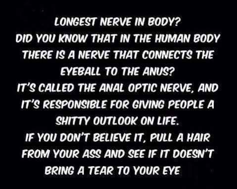 Longest nerve in body