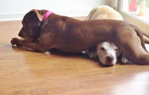 23 Dogs who are probably Drunk and being an asshole