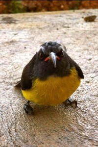 25 real life angry birds, You're going to fall in love with these grumpy faces