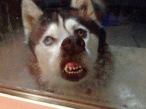 17 Adorable Pets found licking the glass