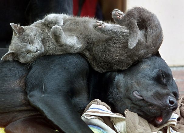 cute-cats-sleeping-on-dogs-2__605
