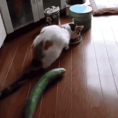 Cats everywhere developed a fear of cucumbers