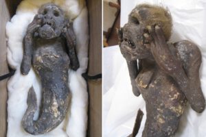 The mystery of a mummified ‘mermaid’ with a human face and tail may be unraveled soon