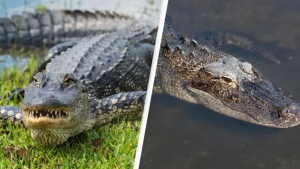 Florida Man Bitten By Alligator After Mistaking It For Dog on Leash