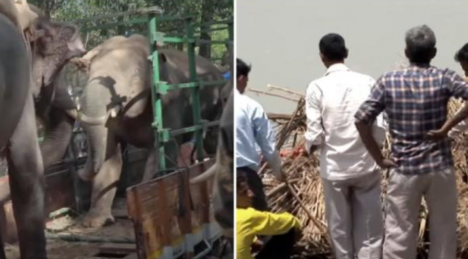 Elephant kills 70-year-old woman and then returns to trample her corpse at a funeral in India