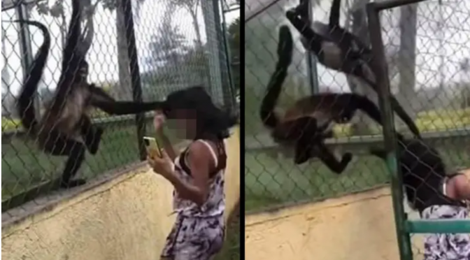 Monkeys Grab Girl Through The Bars After She Repeatedly Hit Their Enclosure left people shocked.
